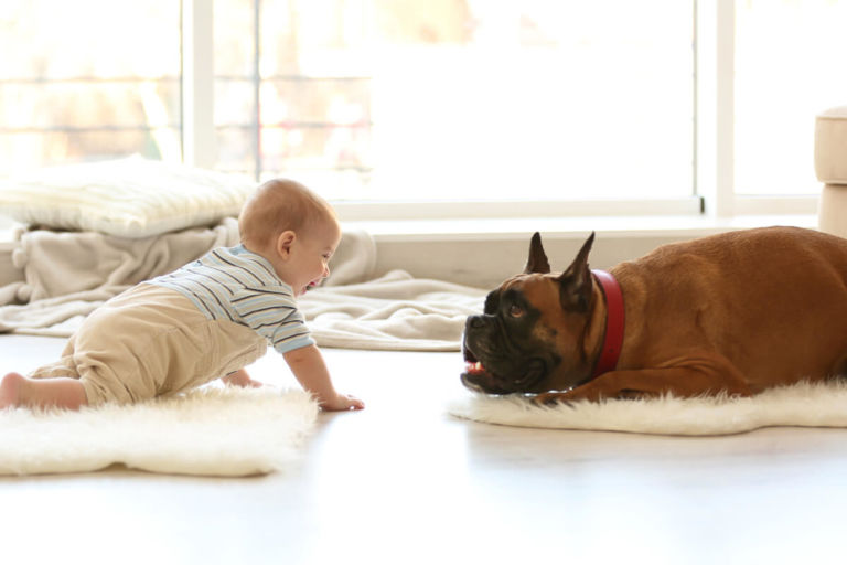 Neonati e cani in casa: igiene corretta di animali, superfici e oggetti dei bambini